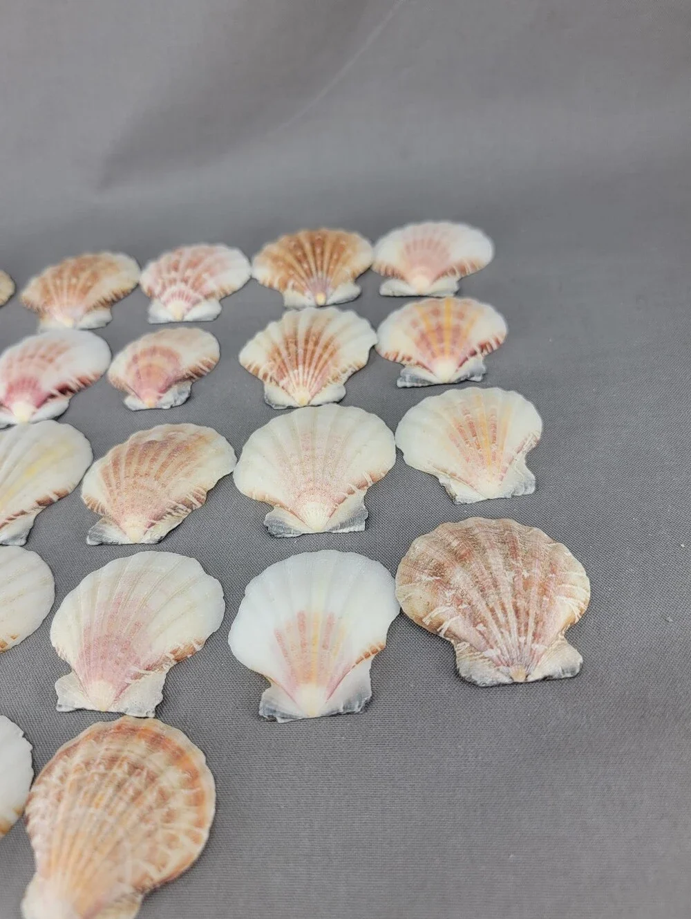 Scallop Shell Seashell Crafts Coastal Beach Decor Miscellaneous Lot